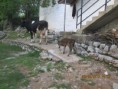 /album/resim-galerisi/a1544316-630308873682882-68423051-n-jpg/